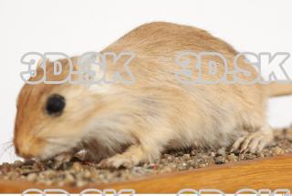 Gerbil - Meriones meridionus 0015